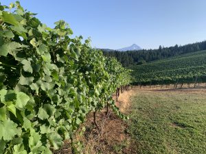 Vines in the foreground and Mt. Hood in the background