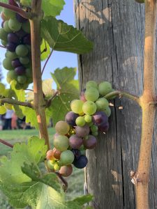 A small cluster of pinot noir grapes undergoing verasion