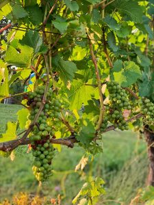 Clusters of Pinot Noir in the Phelps Creek Vineyard.